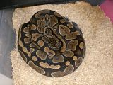 CIMG3107.jpg image by ActionReptiles